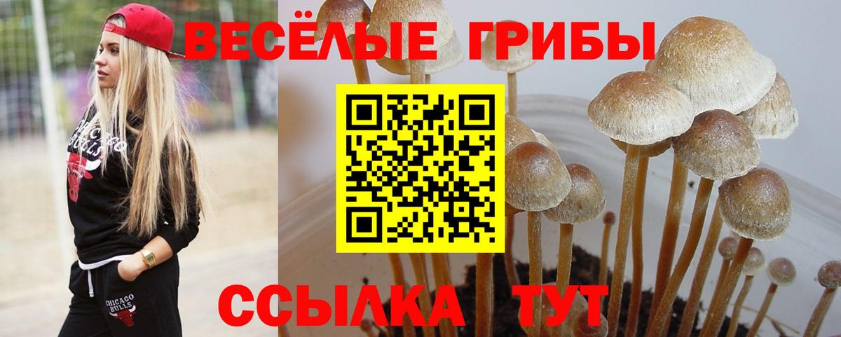 Галлюциногенные грибы GOLDEN TEACHER  Галлюциногенные грибы Psilocybine cubensis  Куйбышев  купить наркотики цена  Вход с VPN 